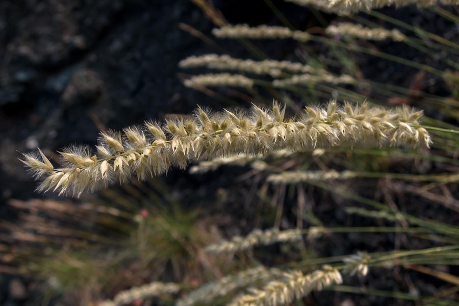 Melica ciliata / Melica barbata